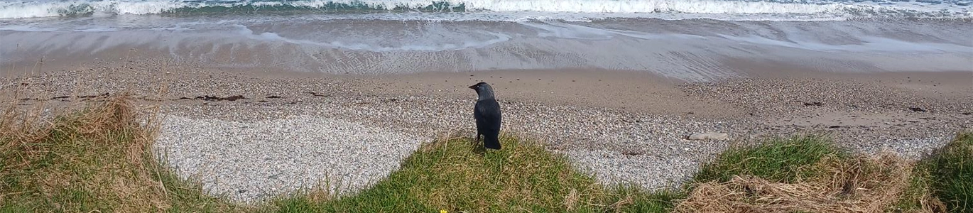 A bird by the sea