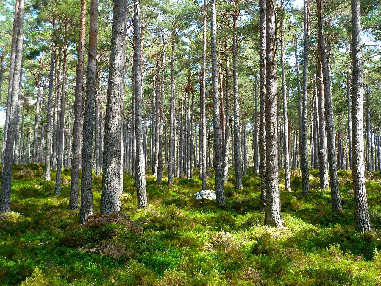 A photo of a Forest
