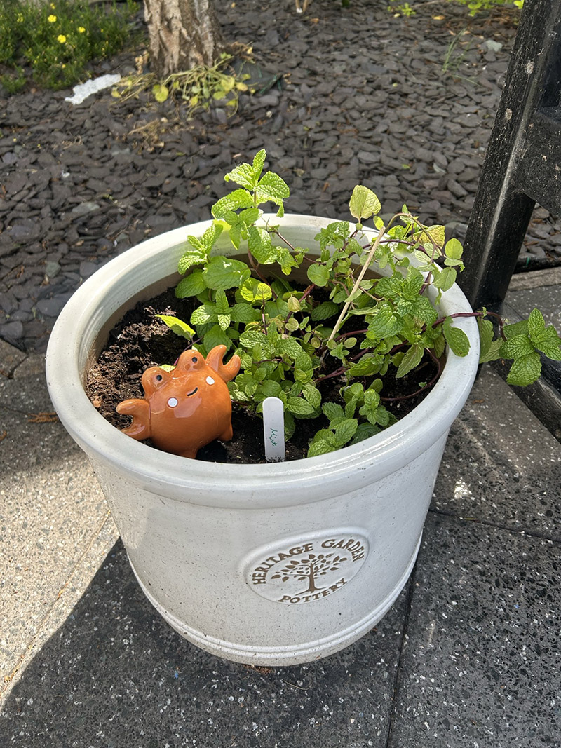 A plant in a pot at the Community Garden