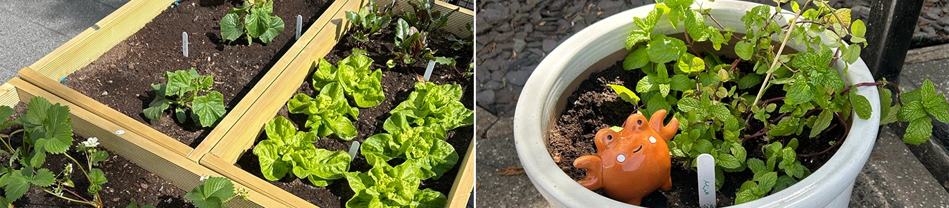 A Community Garden
