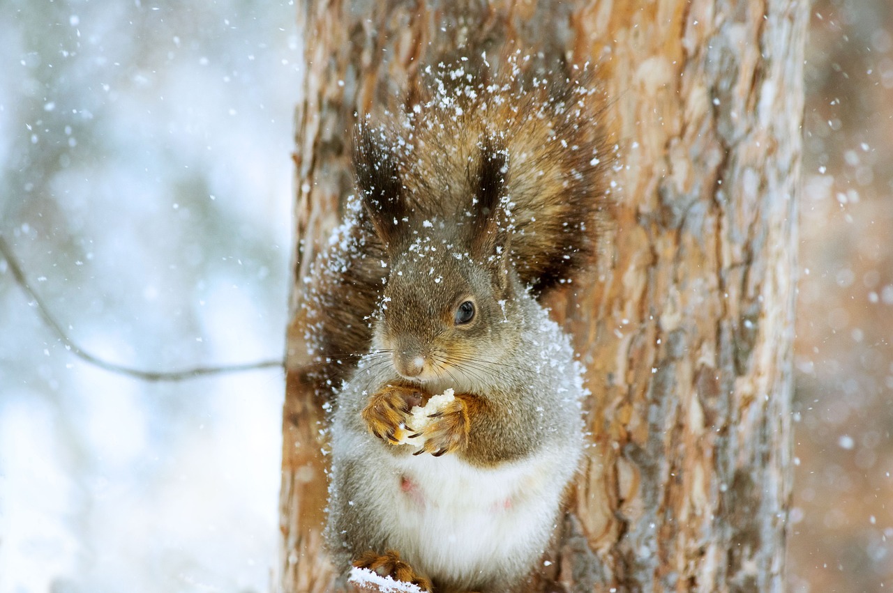 A photo of a squirrel in winter