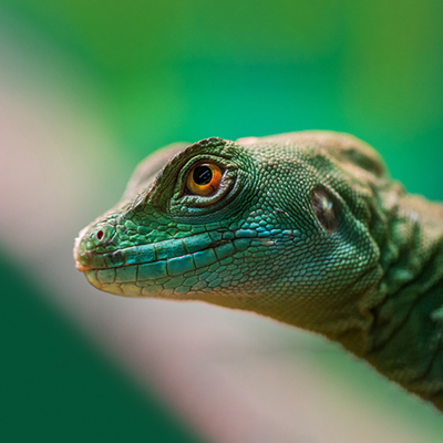 Ultimate Jungle Experience at Carryduff Library