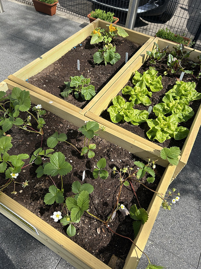 Vegetable and plant patches at the Community Garden